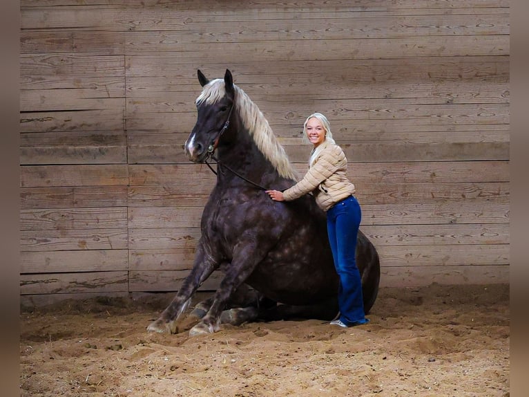 Konie fryzyjskie Wałach 5 lat 173 cm Siwa jabłkowita in Flemingsburg Ky