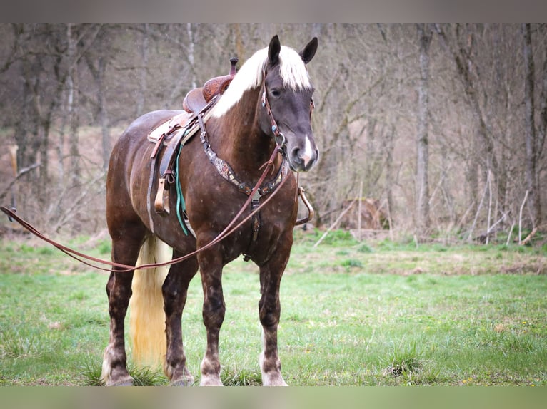 Konie fryzyjskie Wałach 5 lat 173 cm Siwa jabłkowita in Flemingsburg Ky