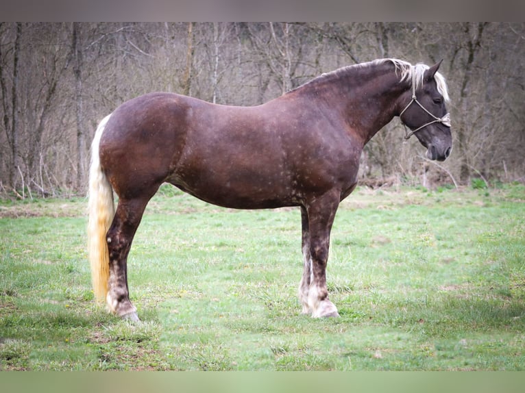 Konie fryzyjskie Wałach 5 lat 173 cm Siwa jabłkowita in Flemingsburg Ky