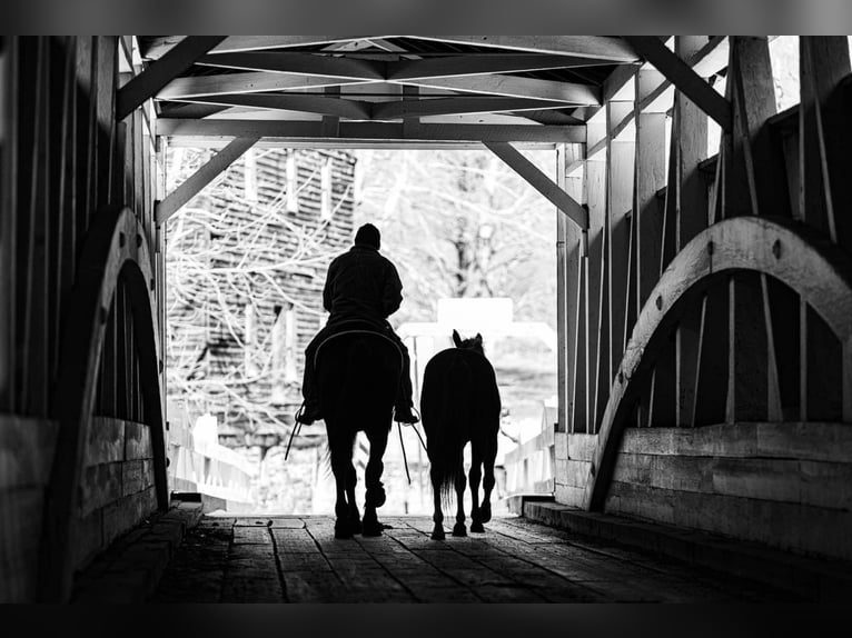 Konie fryzyjskie Wałach 5 lat Kara in Everett, PA