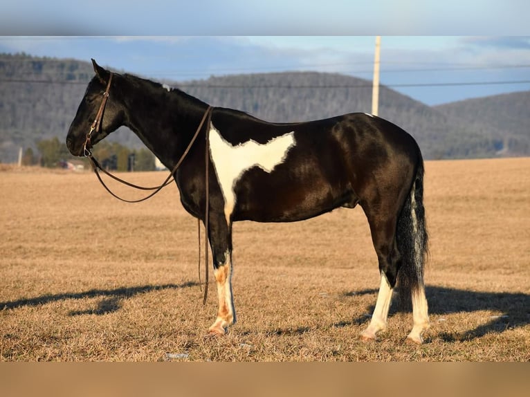 Konie fryzyjskie Mix Wałach 5 lat Kara in Rebersburg, PA