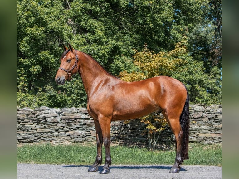 Konie fryzyjskie Wałach 6 lat 152 cm Gniada in Everett PA