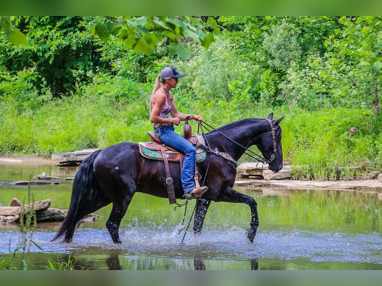 Konie fryzyjskie Wałach 6 lat 152 cm Kara in Flemingsburg KY