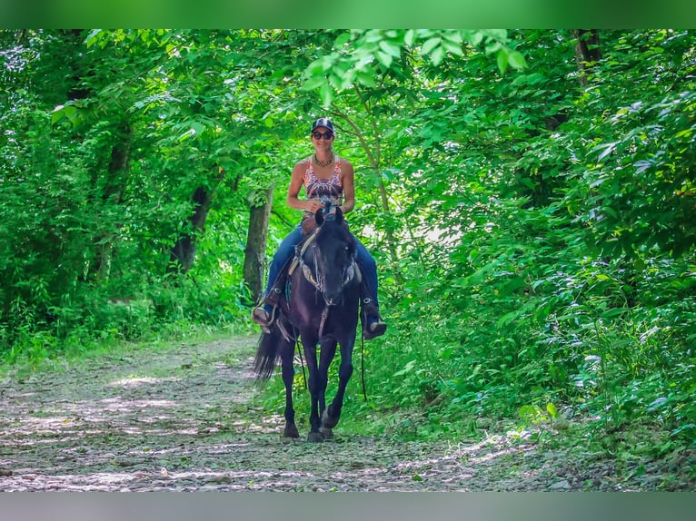 Konie fryzyjskie Wałach 6 lat 152 cm Kara in Flemingsburg KY