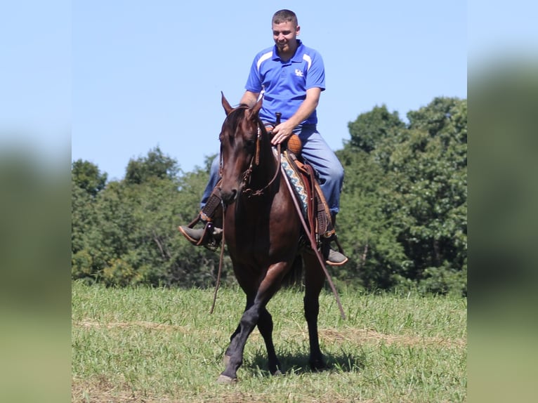 Konie fryzyjskie Wałach 6 lat 155 cm Gniada in jamestown KY