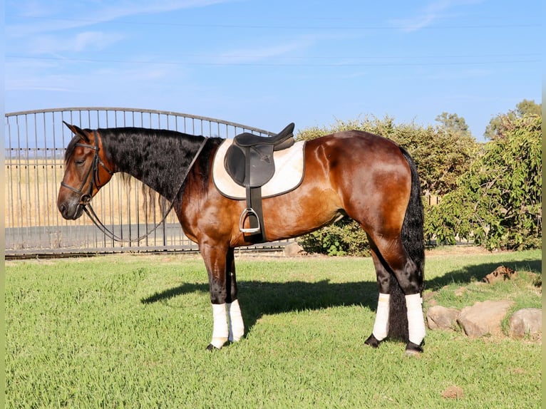Konie fryzyjskie Wałach 6 lat 155 cm Gniada in Pleasant Grove CA