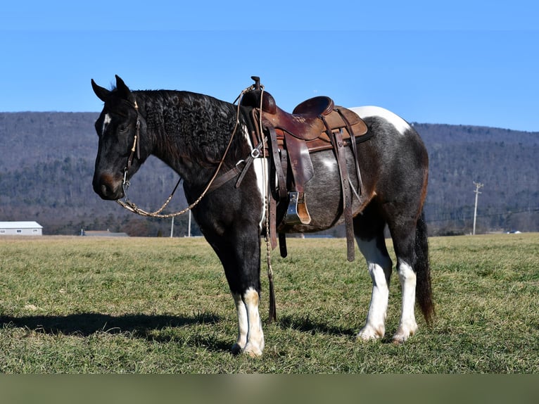 Konie fryzyjskie Mix Wałach 6 lat 155 cm Srokata in Rebersburg