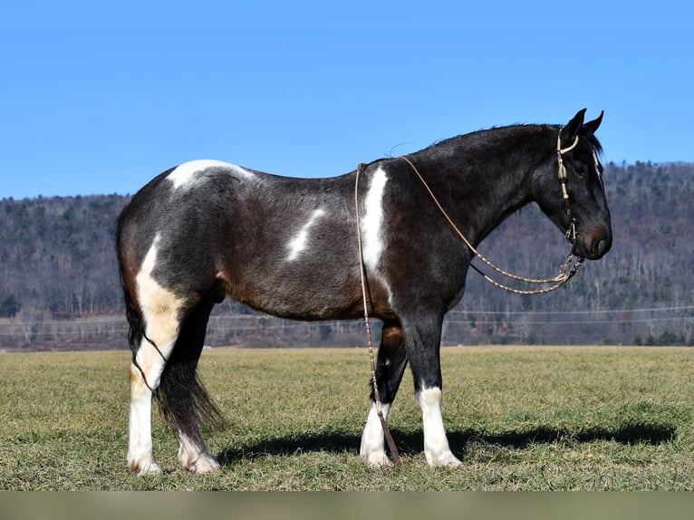 Konie fryzyjskie Mix Wałach 6 lat 155 cm Srokata in Rebersburg