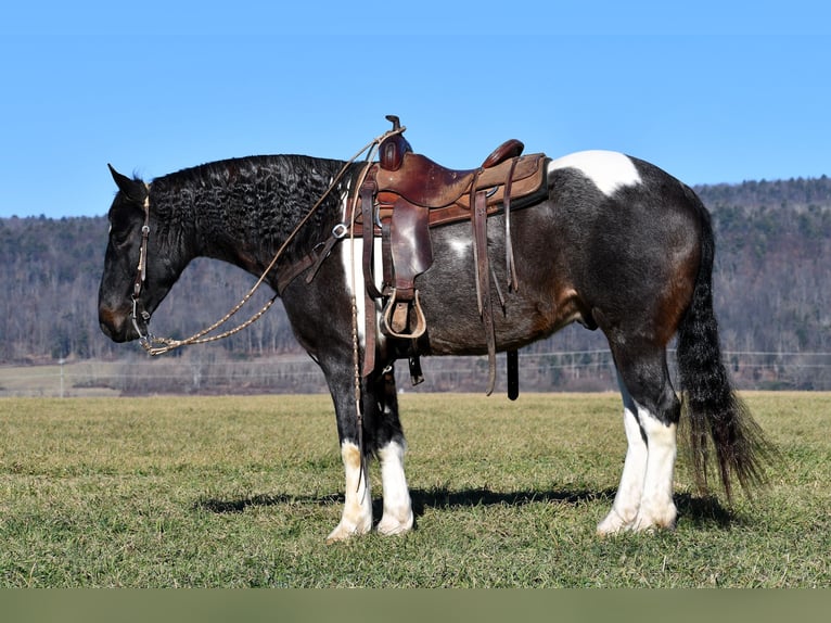Konie fryzyjskie Mix Wałach 6 lat 155 cm Srokata in Rebersburg
