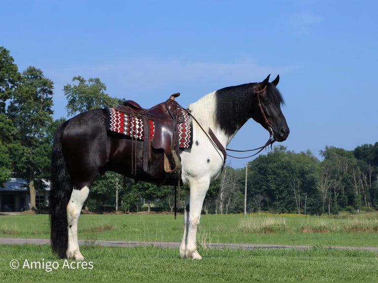 Konie fryzyjskie Mix Wałach 6 lat 157 cm Kara in Dundee, OH
