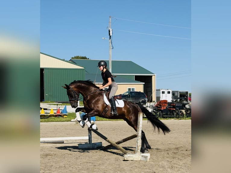 Konie fryzyjskie Mix Wałach 6 lat 160 cm Gniada in Cambridge, IA