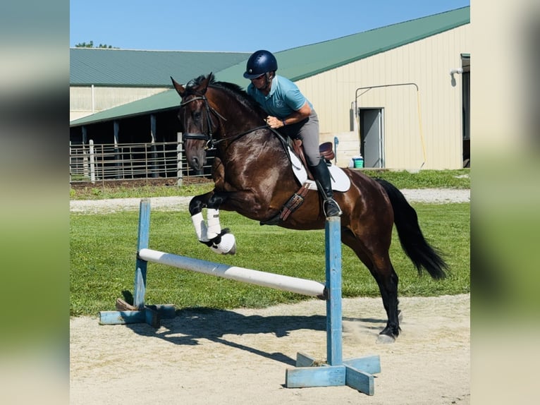 Konie fryzyjskie Mix Wałach 6 lat 160 cm Gniada in Cambridge, IA