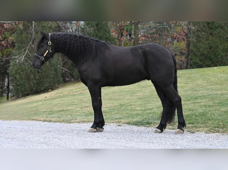 Konie fryzyjskie Wałach 6 lat 160 cm Kara in Millersburg OH