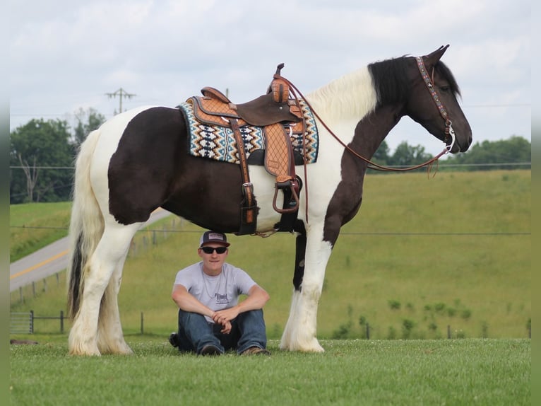 Konie fryzyjskie Wałach 6 lat 160 cm Tobiano wszelkich maści in Mt. Vernon KY