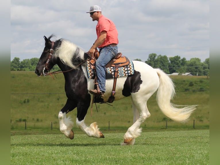 Konie fryzyjskie Wałach 6 lat 160 cm Tobiano wszelkich maści in Mt. Vernon KY