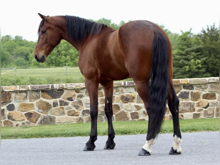 Konie fryzyjskie Mix Wałach 6 lat 163 cm Gniada in Millerstown, PA