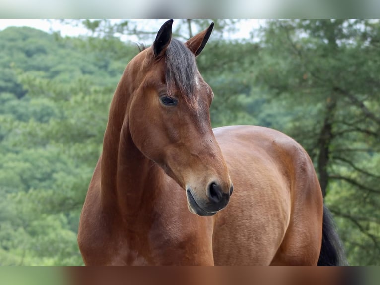 Konie fryzyjskie Mix Wałach 6 lat 163 cm Gniada in Millerstown, PA