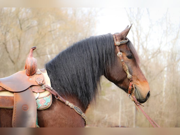 Konie fryzyjskie Wałach 6 lat 163 cm Gniada in Hillsboro KY