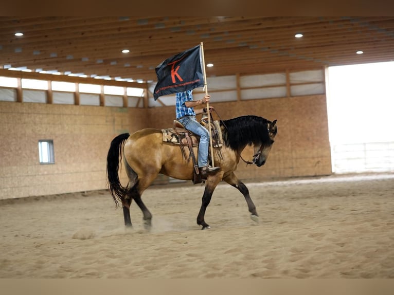 Konie fryzyjskie Mix Wałach 6 lat 163 cm Jelenia in Bellevue, IA