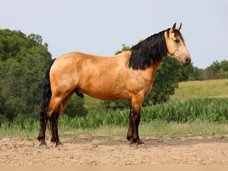 Konie fryzyjskie Mix Wałach 6 lat 163 cm Jelenia in Bellevue, IA