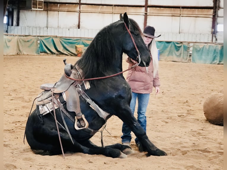 Konie fryzyjskie Mix Wałach 6 lat 163 cm Kara in Heber City