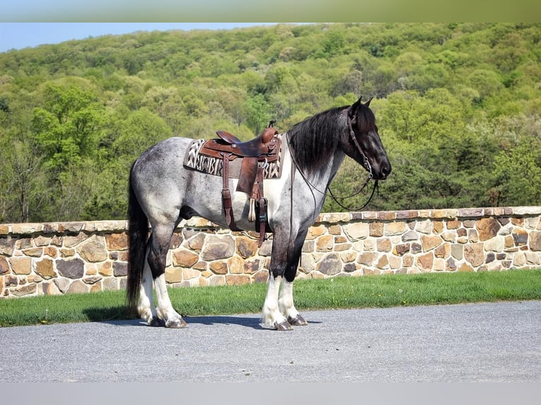 Konie fryzyjskie Mix Wałach 6 lat 163 cm Karodereszowata in Millerstown, PA
