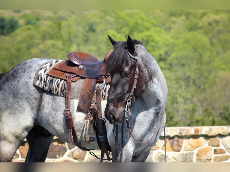 Konie fryzyjskie Mix Wałach 6 lat 163 cm Karodereszowata in Millerstown, PA