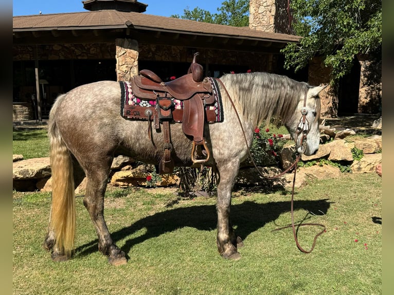 Konie fryzyjskie Wałach 6 lat 163 cm Siwa in Ackerly TX