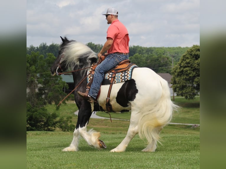 Konie fryzyjskie Wałach 6 lat 163 cm Tobiano wszelkich maści in Whitley City KY