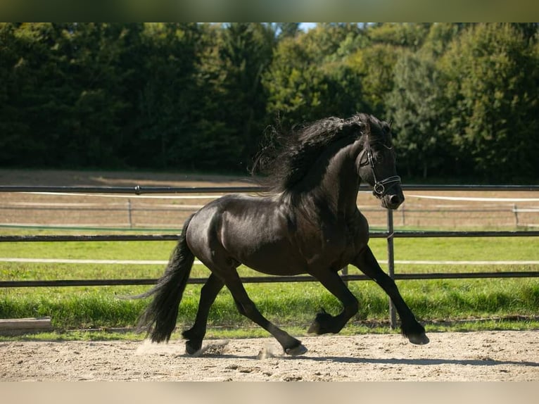 Konie fryzyjskie Wałach 6 lat 164 cm Kara in Bad Wurzach