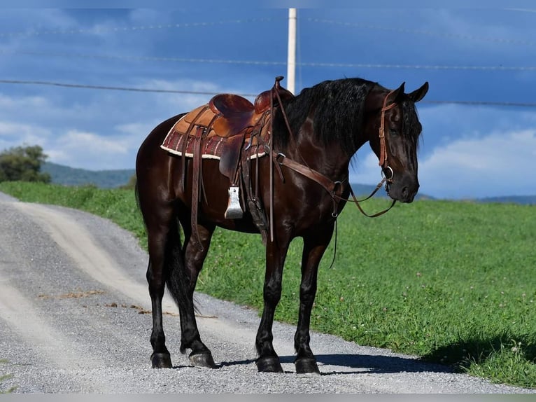 Konie fryzyjskie Wałach 6 lat 165 cm Kara in Rebersburg, PA