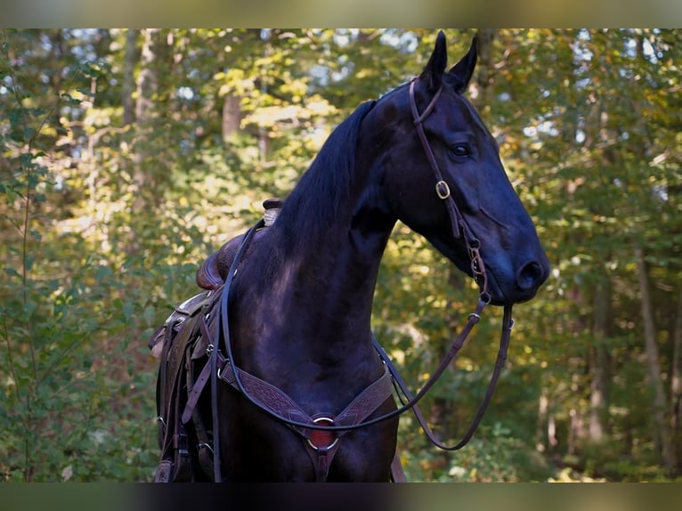 Konie fryzyjskie Wałach 6 lat 168 cm Kara in Middleboro