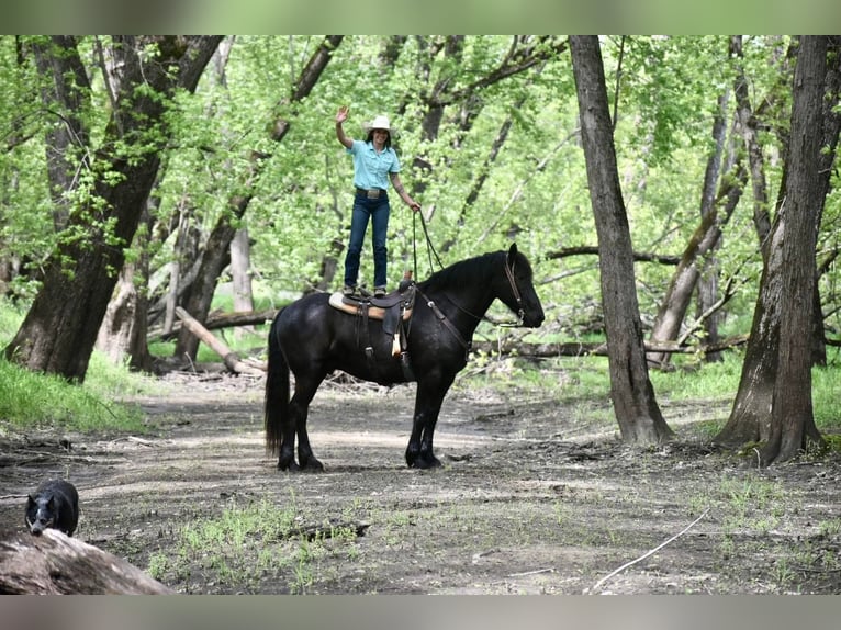 Konie fryzyjskie Wałach 6 lat 168 cm Kara in Sweet Springs MO