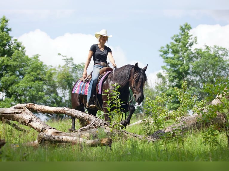Konie fryzyjskie Mix Wałach 6 lat Kara in Huntsville, TX