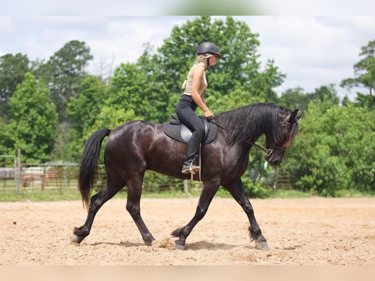Konie fryzyjskie Mix Wałach 6 lat Kara in Huntsville, TX