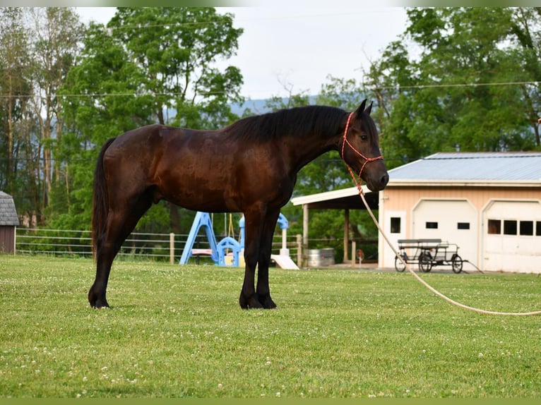Konie fryzyjskie Wałach 6 lat Kara in Howard, PA