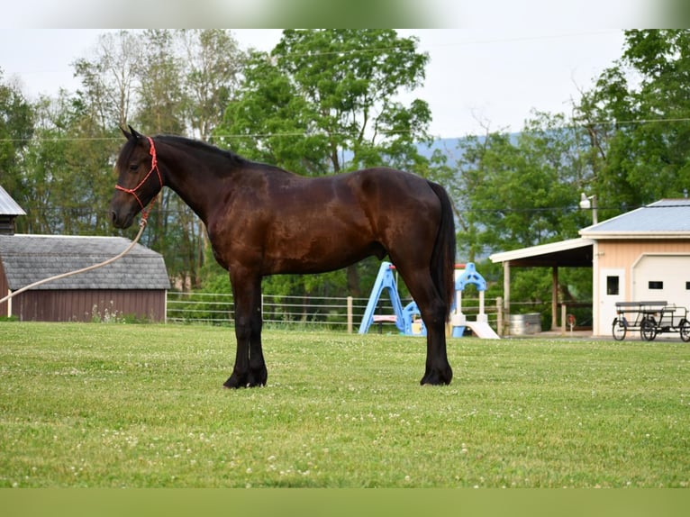 Konie fryzyjskie Wałach 6 lat Kara in Howard, PA