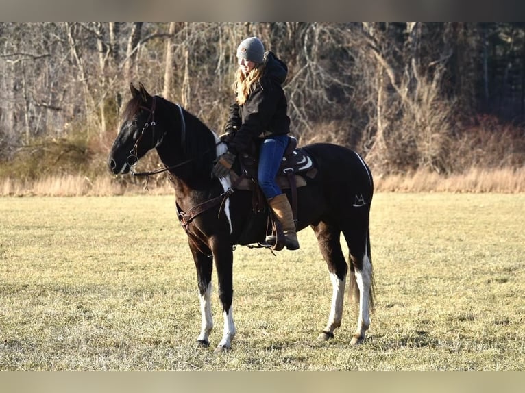Konie fryzyjskie Mix Wałach 6 lat in Middleboro, MA