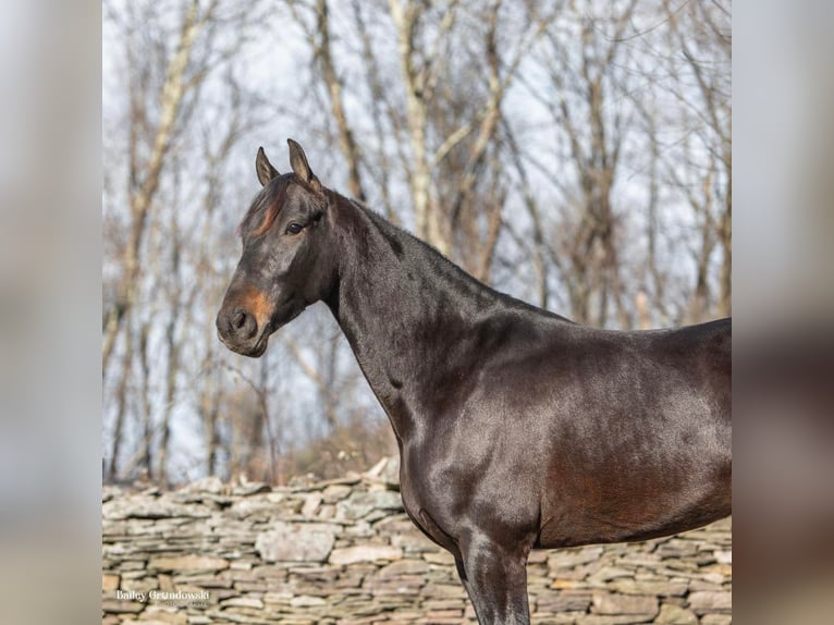 Konie fryzyjskie Wałach 7 lat 160 cm Gniada in Everette PA