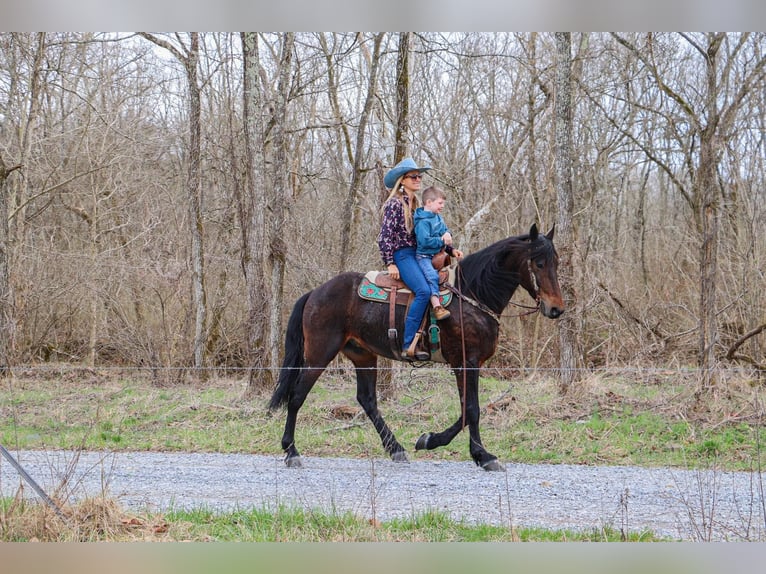 Konie fryzyjskie Wałach 7 lat 163 cm Gniada in Hillsboro KY