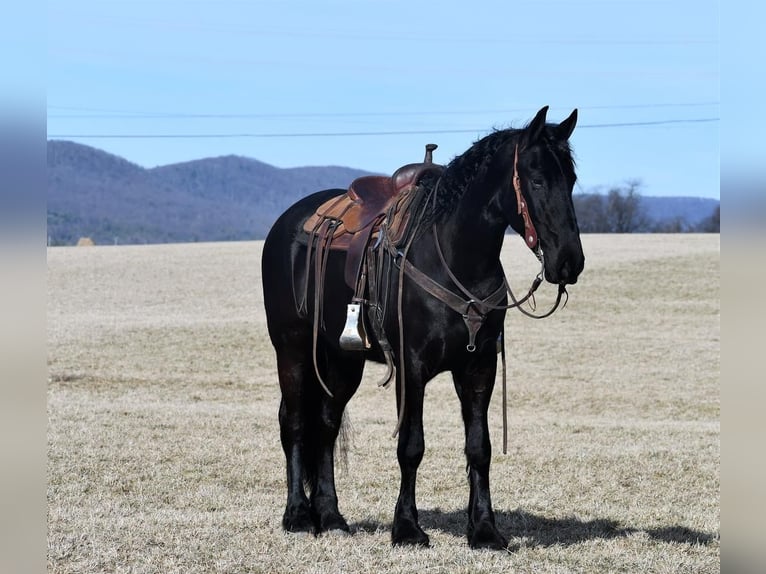 Konie fryzyjskie Wałach 7 lat 163 cm Kara in Rebersburg, PA