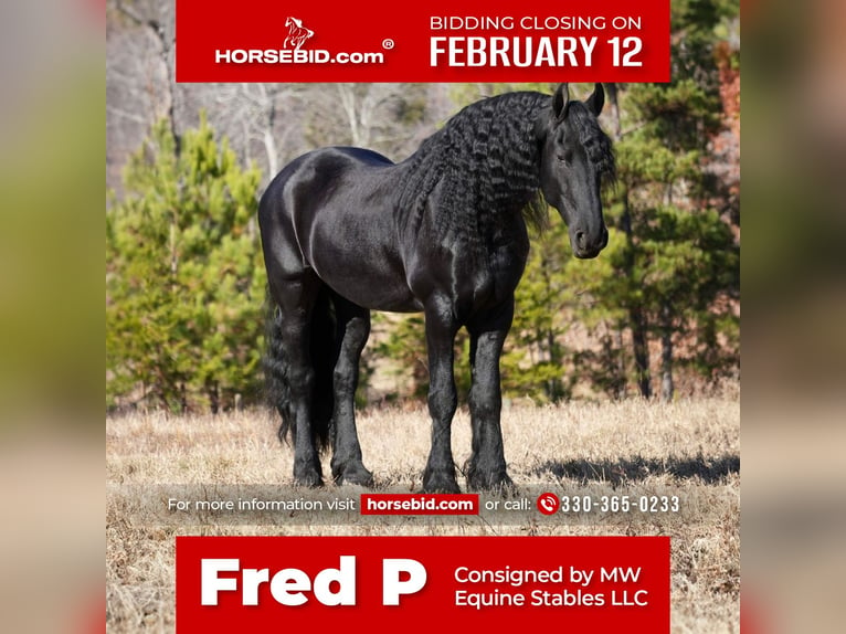 Konie fryzyjskie Wałach 7 lat 165 cm Kara in Fresno