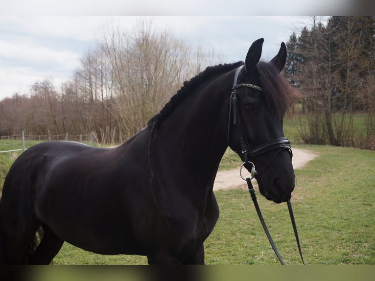 Konie fryzyjskie Wałach 7 lat 168 cm Kara in Perchtoldsdorf