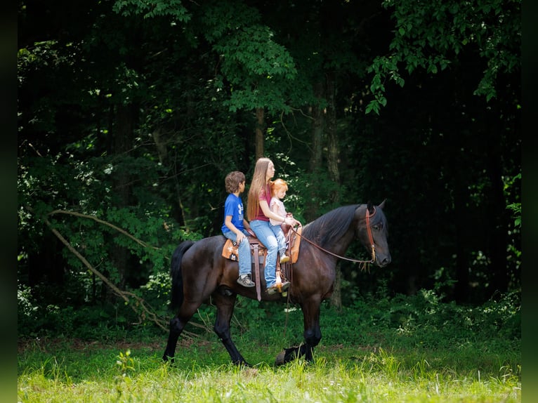 Konie fryzyjskie Mix Wałach 7 lat 170 cm Kara in Auburn