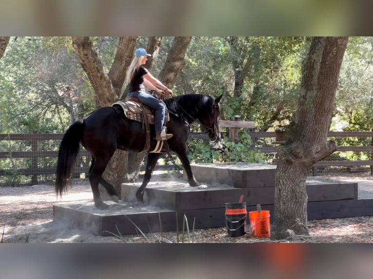 Konie fryzyjskie Mix Wałach 7 lat 173 cm Kara in Joshua, TX