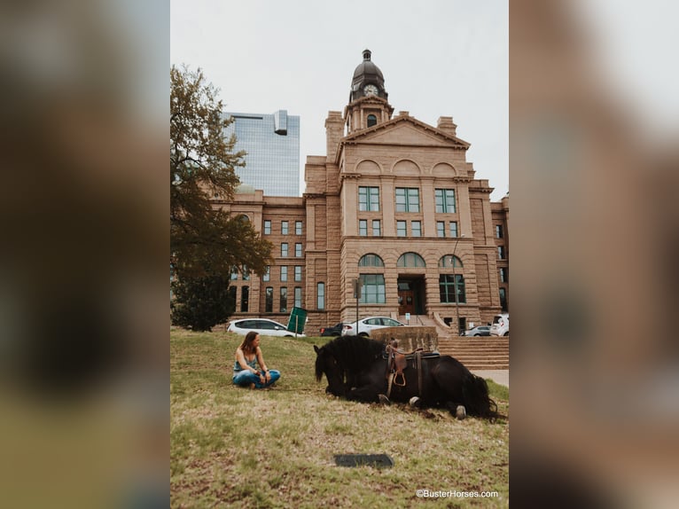 Konie fryzyjskie Wałach 7 lat 175 cm Kara in Weatherford TX