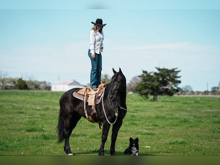 Konie fryzyjskie Mix Wałach 7 lat Kara in Kaufman, TX