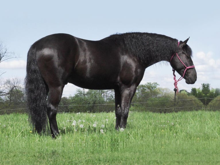 Konie fryzyjskie Mix Wałach 8 lat 147 cm Kara in Fresno, OH