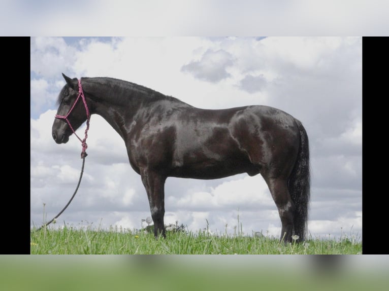 Konie fryzyjskie Mix Wałach 8 lat 147 cm Kara in Fresno, OH