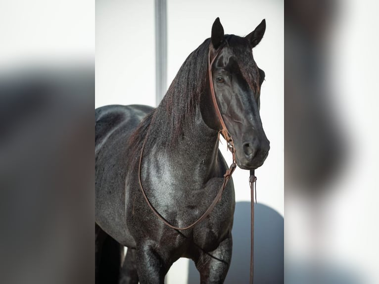 Konie fryzyjskie Mix Wałach 8 lat 160 cm Karodereszowata in Murrieta, CA